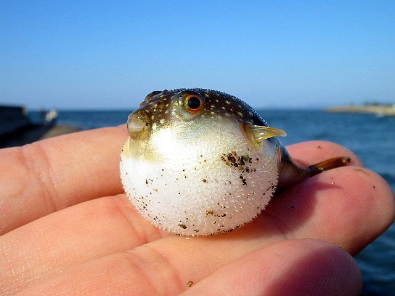 First Aid for Pets Blowfish Ingestion