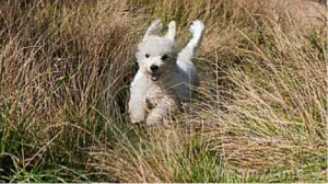 dog in grass