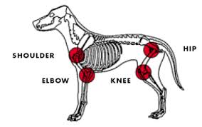 dog skeleton