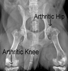 radiograph arthritis