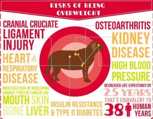 risks of being an overweight dog